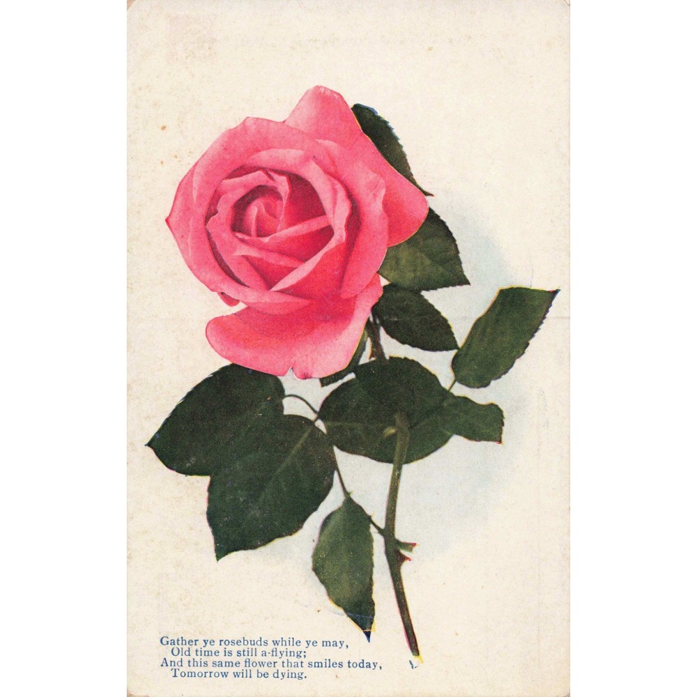 Vintage Pink Rose Postcard Robert Herrick Poetic Verse Divided Back VG - Picture 1 of 2